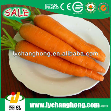 China fresh carrot vegetable price list